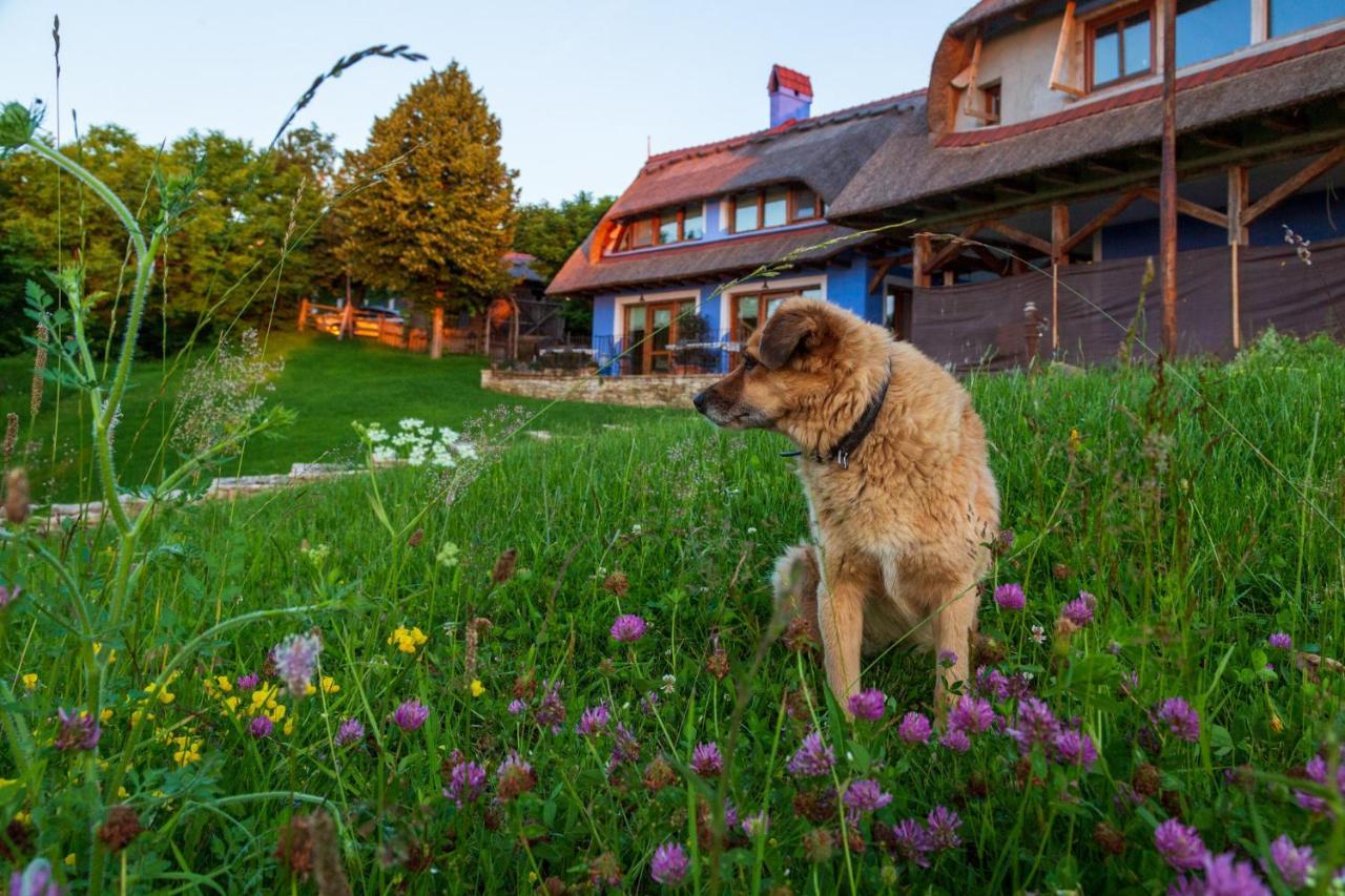 Casele Cu Stuf B&B Haus Ulrike Salicea Экстерьер фото